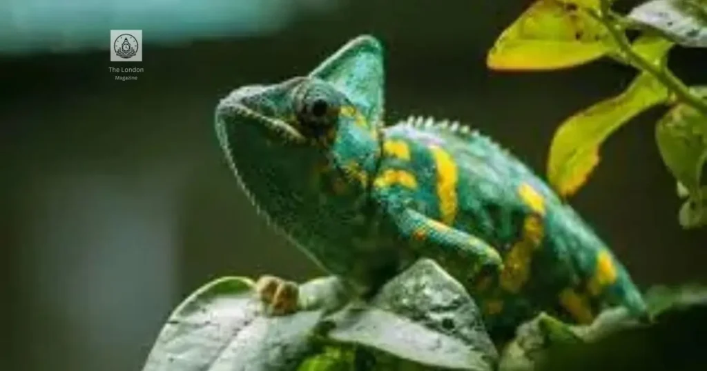 Chameleónovité veiled chameleon with teal and yellow markings perched on a green leaf in its natural habitat