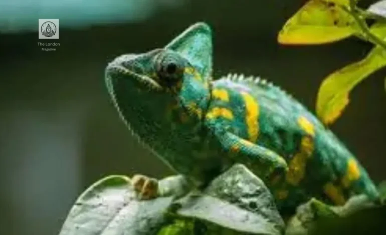 The Secret Life of Chameleons – More Than Just Color Changing